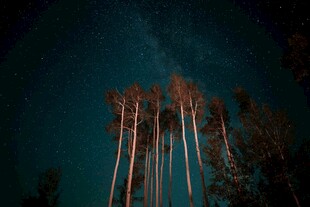 夜空下的挺拔树木