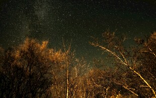 夜空下的树林景象
