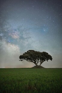 旷野孤树伴星空