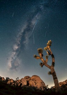 沙漠夜空下的约书亚树
