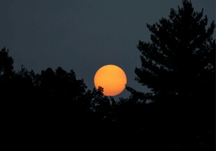 夕阳映树间美景