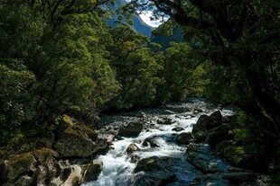 山间溪流穿林而过
