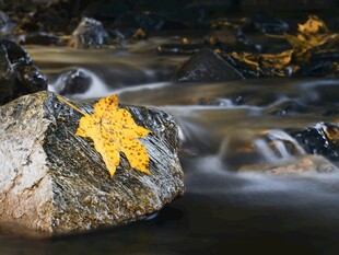石上秋叶伴潺潺流水