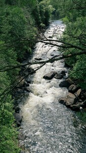 山间湍急溪流穿林而过