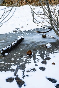 雪地中的残木与动物足迹