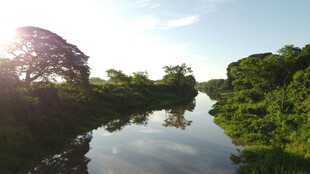 河畔绿荫 阳光映照美景