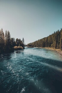 宁静河流旁的葱郁树林