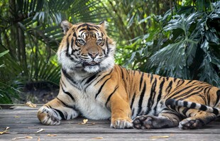 卧地休憩的斑斓猛虎