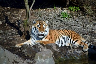 岩石上休憩的斑斓猛虎