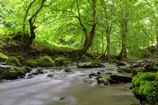 林间溪流绿意盎然的景致