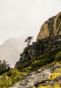 山间峭壁上的孤树与植被