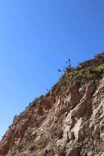 陡峭山坡上的稀疏植被