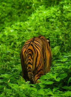 丛林中隐匿的斑斓猛虎