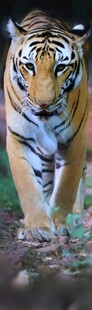 行走的斑斓猛虎