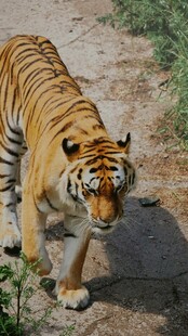 行走的斑斓猛虎