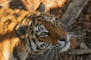 阳光下的斑斓猛虎