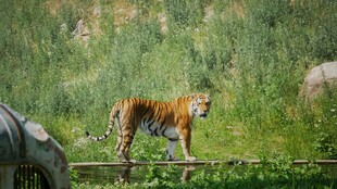 草原上的独行猛虎