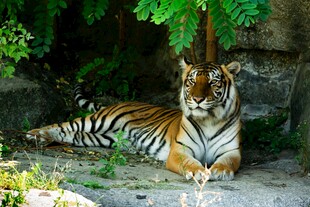 卧于绿荫下的斑斓猛虎