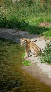 岸边猎豹临水姿态优雅