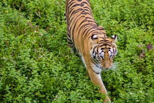 草丛中行走的斑斓猛虎