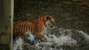 老虎水中踏浪