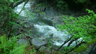 山间溪流旁的翠绿景致