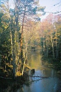 林间静谧小河风景