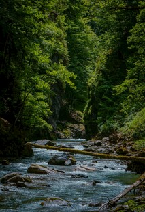 山间溪流穿林而过