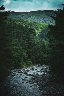 山间溪流蜿蜒于葱郁山林