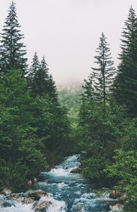 山间溪流旁的葱郁树林