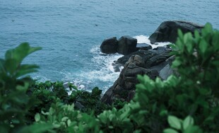 海岸边的绿植与礁石