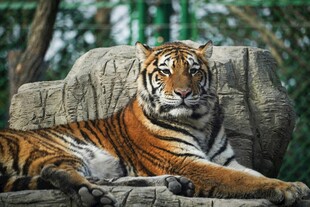 卧于石上的斑斓猛虎