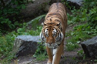 林间漫步的斑斓猛虎
