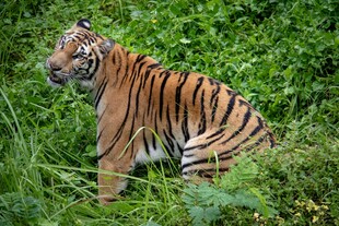 草丛中的斑斓猛虎