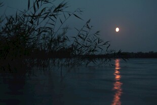 月夜下的静谧水面与芦苇