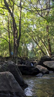 林间溪流旁的静谧景致