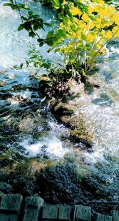 溪边绿植与潺潺流水