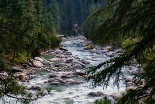 山间溪流穿林而过