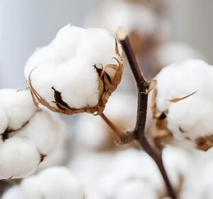 棉花栽培