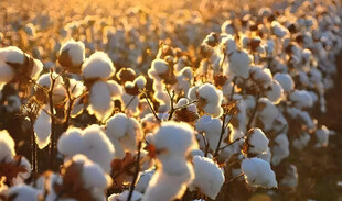 棉花栽培