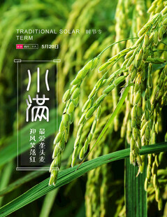 小满时节的金黄稻穗