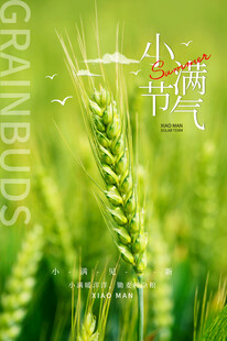 小满时节麦田绿意盎然