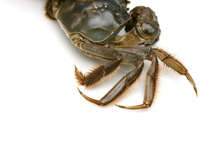 单只螃蟹特写