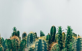 翠绿仙人掌群景观