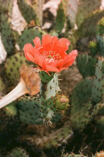 仙人掌花