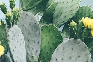 带黄花的仙人掌植物景观