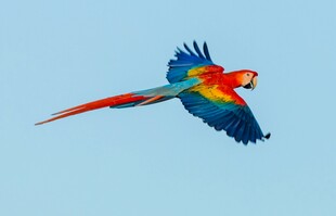 五彩鹦鹉翱翔蓝天