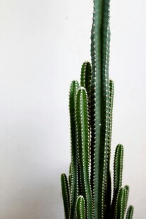 挺拔仙人掌植物特写