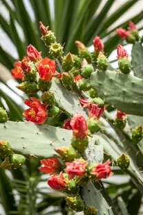 仙人掌花