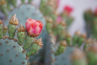 娇艳仙人掌花